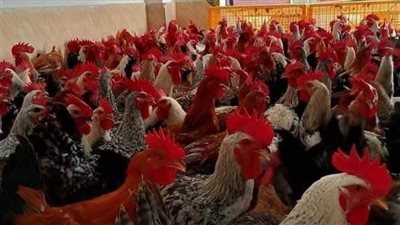 أسعار الدواجن اليوم السبت 3-5-2025 في محافظة الفيوم 