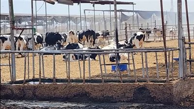 إنقاذ ألفي رأس ماشية حلابة من حريق مزرعة بأبوصوير في الإسماعيلية (صور)