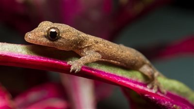 تفسير رؤية البرص في المنام وعلاقتها باكتشاف الأعداء والتغلب عليهم 
