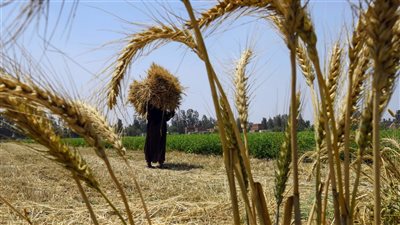 مجلس الوزراء: توقعات بزيادة إنتاج القمح بالموسم الحالي إلى 10 ملايين طن (فيديو) 