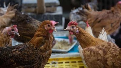 تخفيض أسعار الدواجن المجمدة بالمجمعات إلى 125 بدلا من 135 جنيها