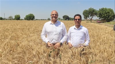محافظ القليوبية ورئيس جامعة بنها يفتتحان موسم حصاد القمح بكلية الزراعة بمشتهر