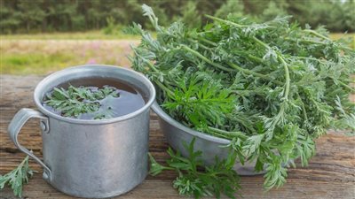 الشيح ينظف الكبد والكلى من السموم ويطرد الديدان 