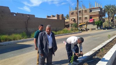 زراعة 70 شتلة من أشجار الكينو كاربس بطريق الحمر والجعافرة بقنا