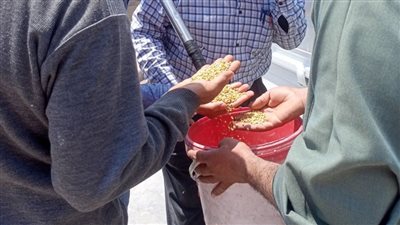 المواقع التخزينية بالشرقية تستقبل 260 ألف طن قمح