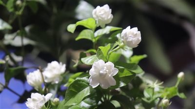 تفسير رؤية الفل في المنام وعلاقتها بزوال الهموم والمشاكل 