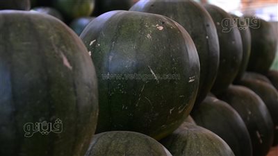 ارتفاع أسعار البطيخ في الأسواق وبائع يكشف فن اختيار المرمل الأحمر (فيديو وصور) 