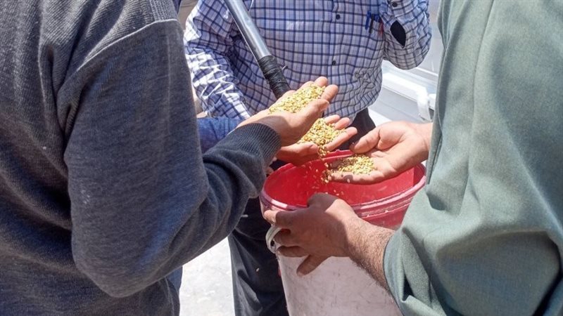 القمح بمحافظة الشرقية