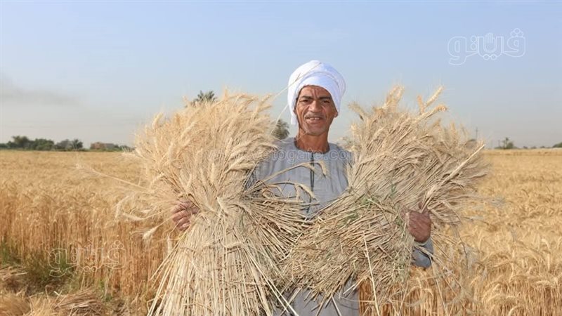 حصاد محصول القمح