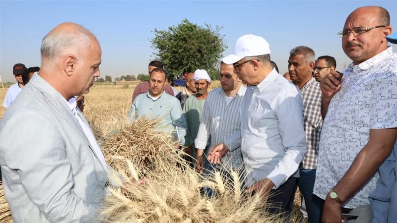 توريد القمح في المنيا،