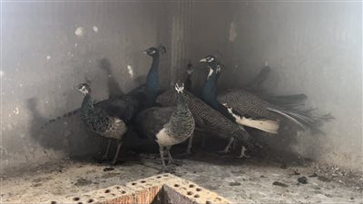 مش مكلفة وسعر الواحد يصل إلى 4 آلاف جنيه، أسرار تربية الطاووس بالبحيرة (فيديو وصور)