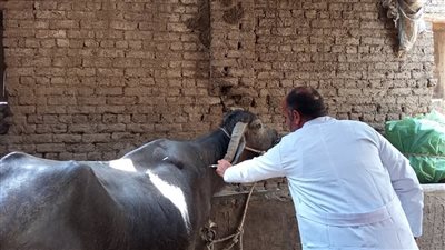  محافظ المنوفية: تحصين 331 ألفا و466 رأس ماشية 