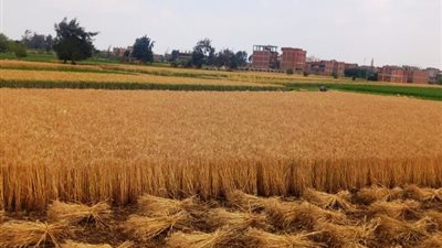 تموين الشرقية: الصوامع استقبلت 286 ألف طن قمح محلي حتى الآن    