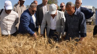 محافظ الدقهلية يلتقي المزارعين وسط حقول القمح (صور) 
