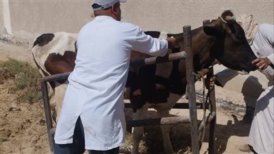 قوافل بيطرية مجانية للارتقاء بالثروة الحيوانية في الإسماعيلية (صور) 
