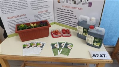 طلاب إعدادي ينجحون في تحويل مخلفات عصر الزيتون لـ سماد حيوي فعال