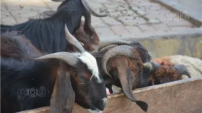 أسعار الأضاحي 2025، الخروف البلدي يصل إلى 20 ألف جنيه بسوق المناشي (فيديو وصور)
