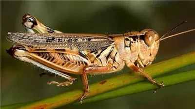 تفسير حلم الجراد في المنام وعلاقته بكثرة الأعداء والحاسدين 