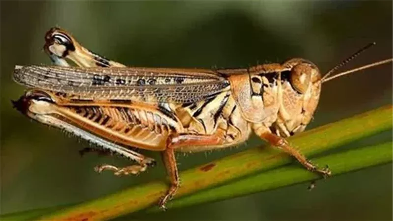 تفسير حلم الجراد