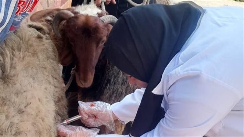 بيطري الشرقية يُجري
