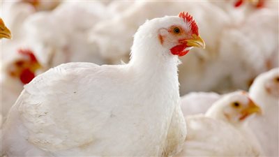 لليوم الثاني، ارتفاع جديد في أسعار الفراخ البيضاء اليوم الجمعة 9 مايو 2025