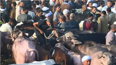 «الجديان أغلى من الخرفان»، تعرف على أحدث أسعار الأضاحي بالأسواق 