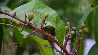النعومي والفونس الأبرز، كيف تزرع شجرة مانجو على سطح منزلك؟ (فيديو وصور)