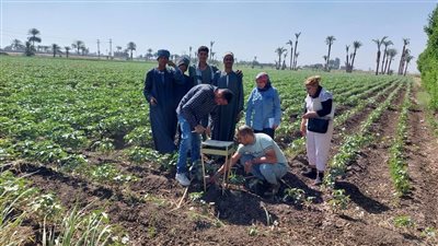 زراعة أسيوط تجري متابعة ميدانية لزراعات القطن (صور) 
