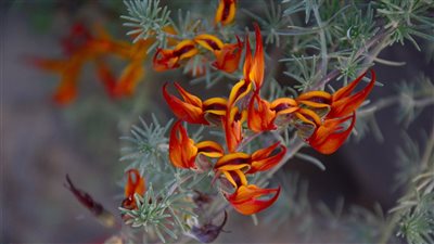 معجزة نباتية بمعرض الزهور، 