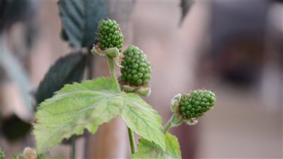 زراعة الفاكهة على السطوح، كيف تبدأ مشروعك الأخضر من بيتك؟ (فيديو وصور)