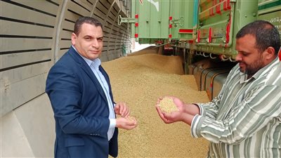 استلام 66 ألف طن قمح محلي بمراكز التوريد والتخزين منذ بداية موسم الحصاد بالجيزة