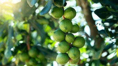 من معرض الزهور لسطح منزلك، تعرف على أساسيات زراعة المكسرات في مصر (فيديو وصور)