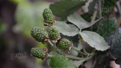 كيف تزرع التوت الأزرق والكرز في المنزل؟ دليلك لزراعة الفاكهة الاستوائية (فيديو)