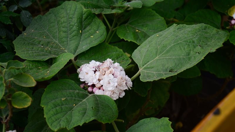 زهرة Clerodendrum