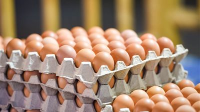 باستثناء البلدي، ارتفاع جديد في أسعار البيض اليوم السبت 10 مايو 2025