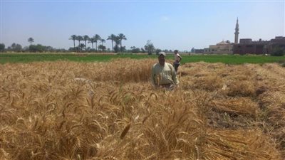 انتظام توريد القمح للشون والصوامع بالشرقية