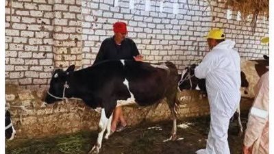 محافظ الإسماعيلية يتابع نشاط مديرية الطب البيطري للحفاظ على الثروة الحيوانية (صور) 