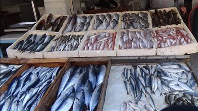 أسعار السمك اليوم السبت، البلطي يواصل استقراره والجمبري يبدأ من 160 جنيها 
