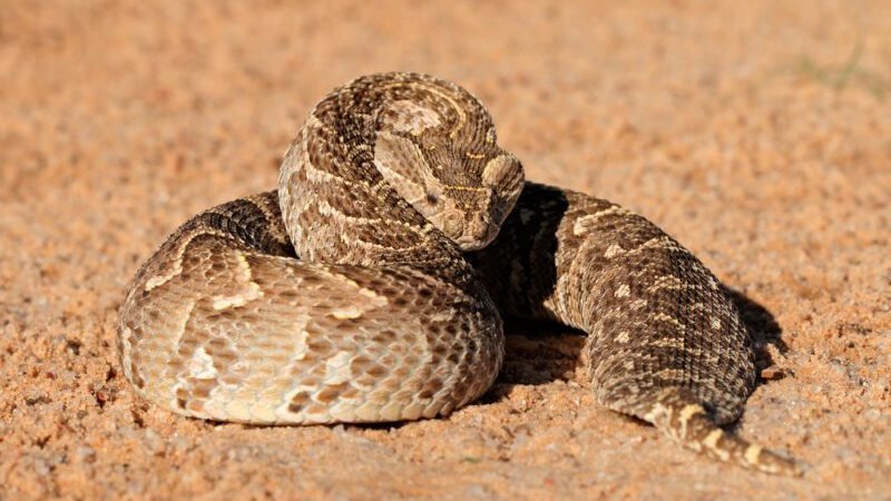  تفسير رؤية الأفعى