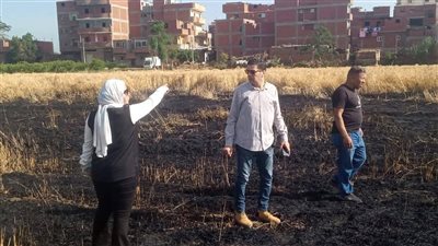 حريق في حقل قمح بقرية اصطباري بالمنوفية 