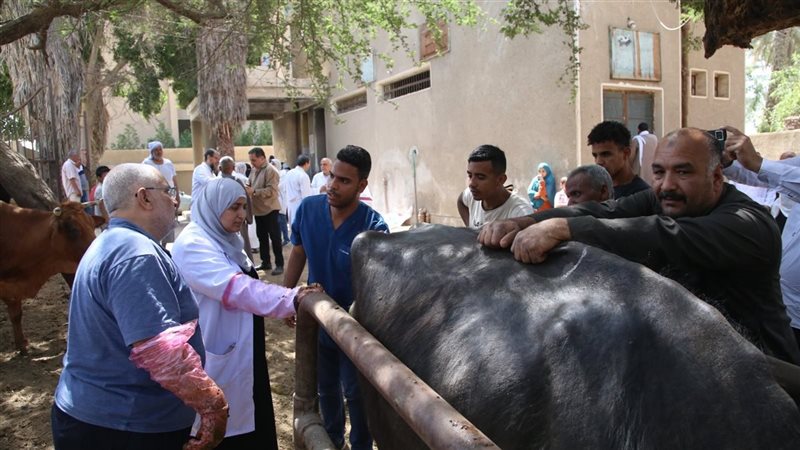 قافلة بيطرية، فيتو