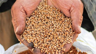 التموين: استلام أكثر من 2 مليون طن قمح محلي عبر 5 جهات والشرقية الأكثر توريدا