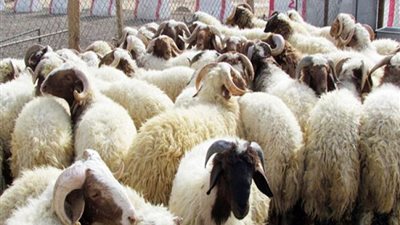 خدمة توصيل الأضاحي تتصدر المشهد مع قرب حلول العيد.. البرقي الأكثر طلبا بالأسواق.. وهذه أسعار الخروف «دليفري» في السلاسل الغذائية