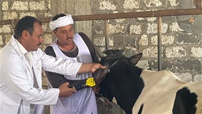 تحصين 684 ألف رأس ماشية ضد الحمى القلاعية والوادى المتصدع بالشرقية