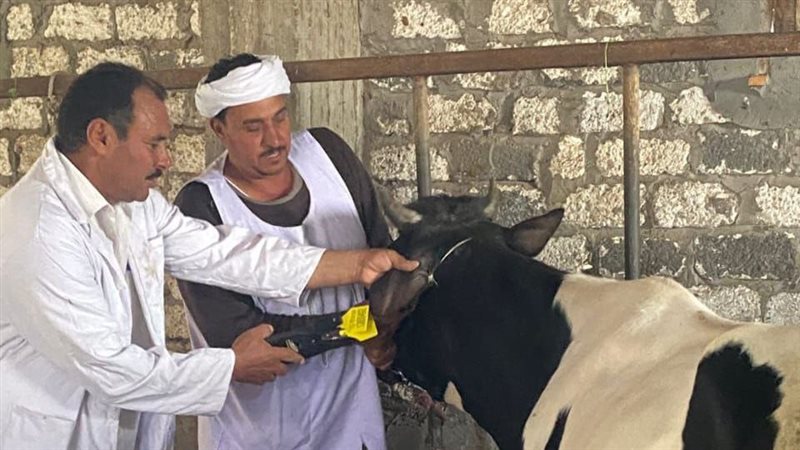 تحصين 684 ألف رأس