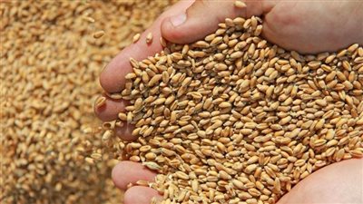 التموين: توريد 21 ألف طن قمح محلي لصومعة عتاقة بمحافظة السويس 