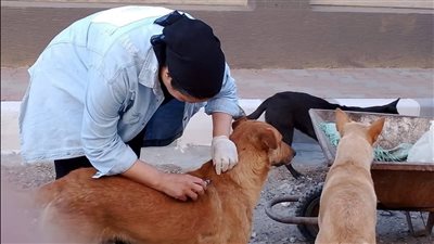 حملة لتطعيم الكلاب الضالة ضد السعار بمدينة عزبة البرج في دمياط