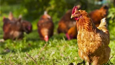 مفاجأة في البلدي، أسعار الفراخ اليوم الخميس 15 مايو 2025