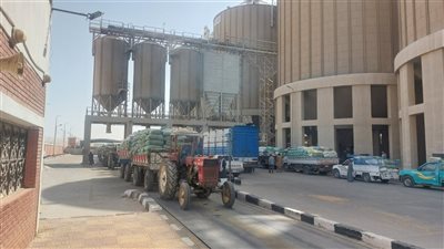 توريد 113 ألف طن قمح لشون وصوامع أسيوط (صور)