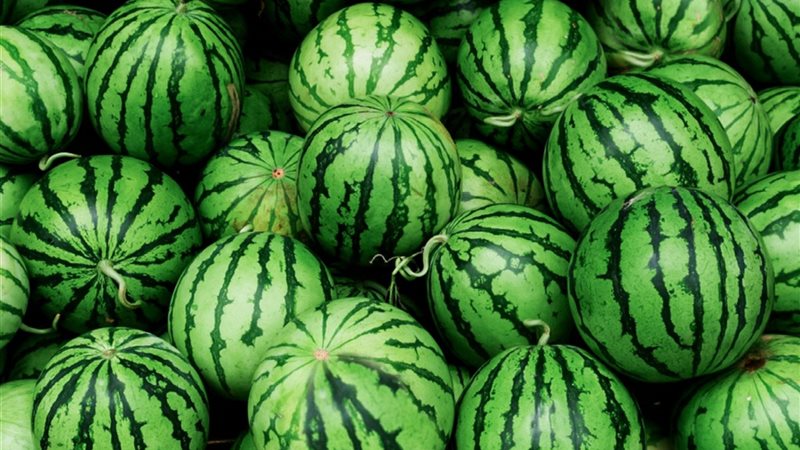 سعر البطيخ اليوم
